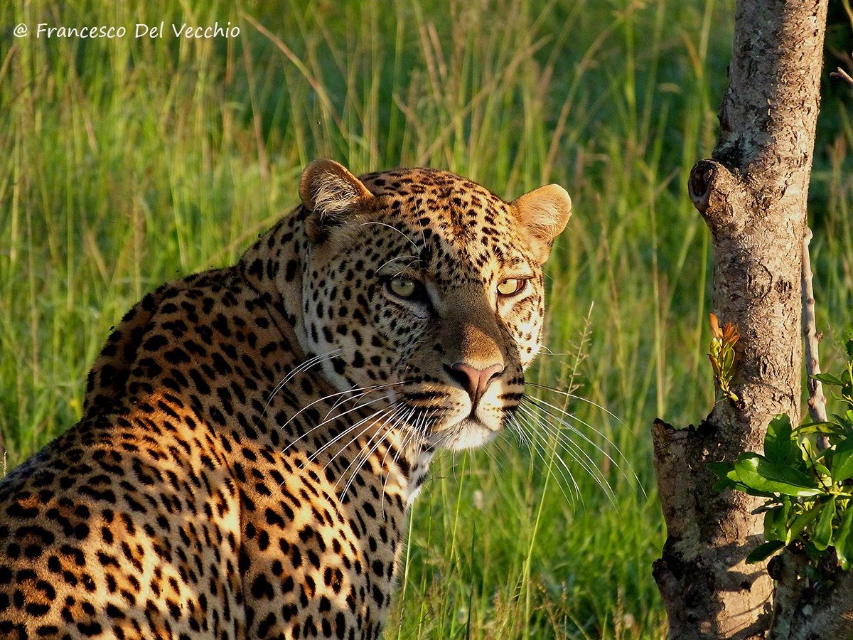 Male Leopard in Hammerkop Area