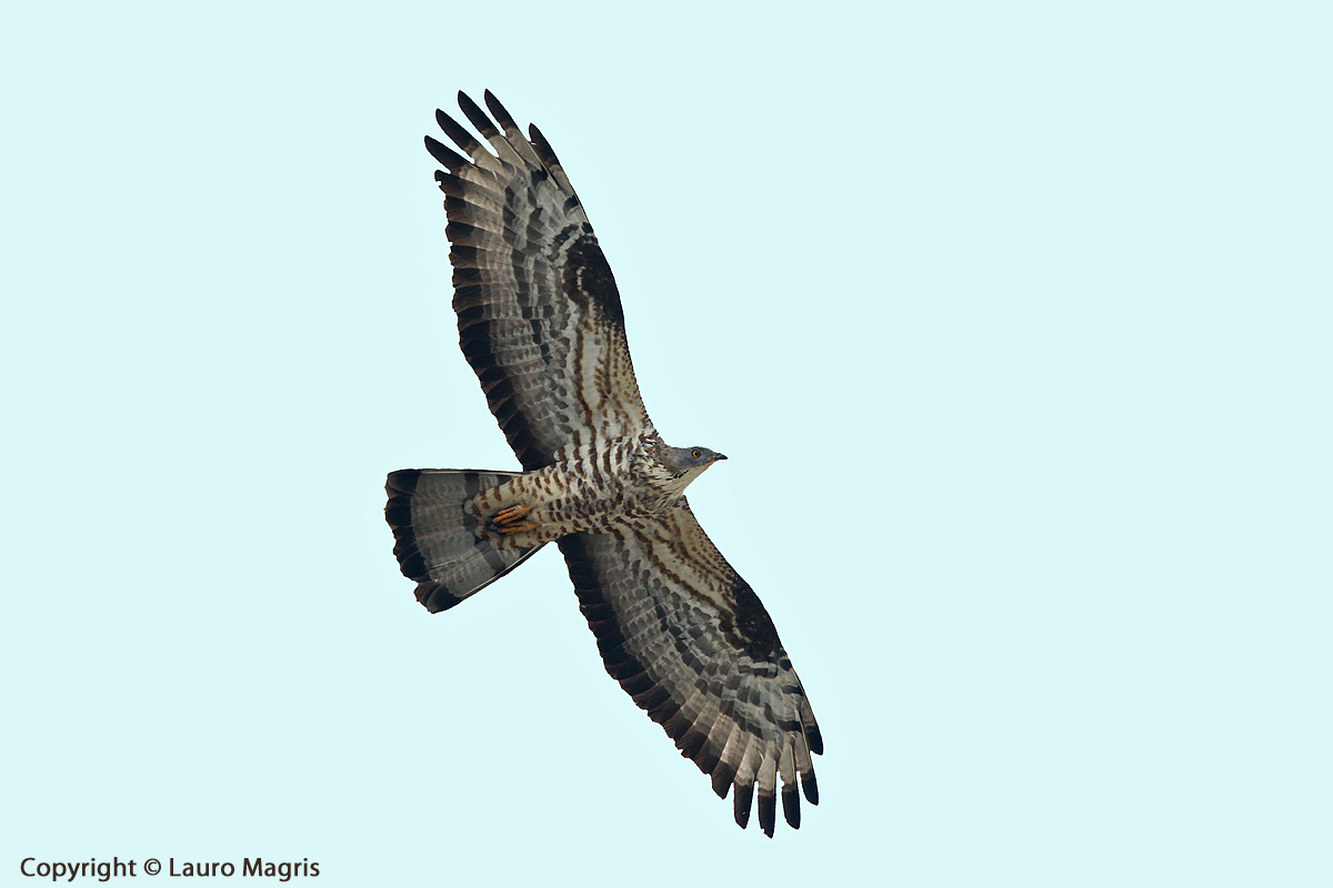 Falco Pecchiaiolo maschio