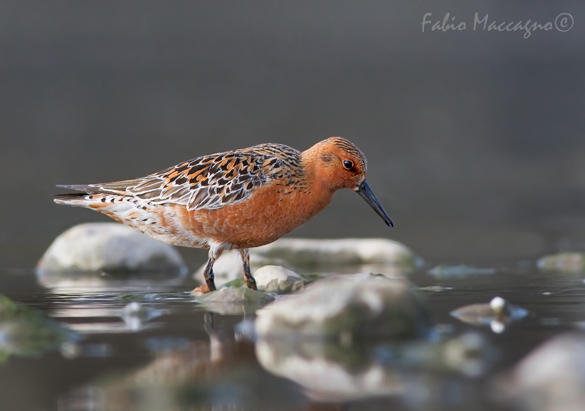 Knot in breeding dress