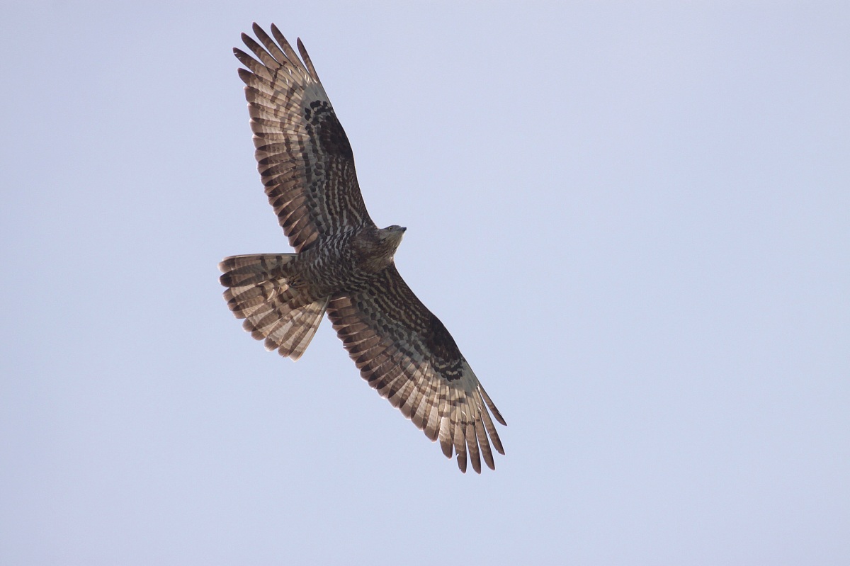 Buzzard