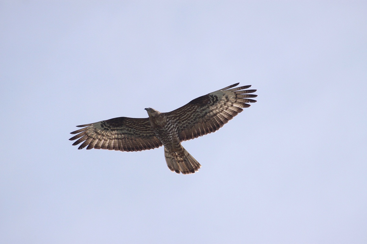 Buzzard