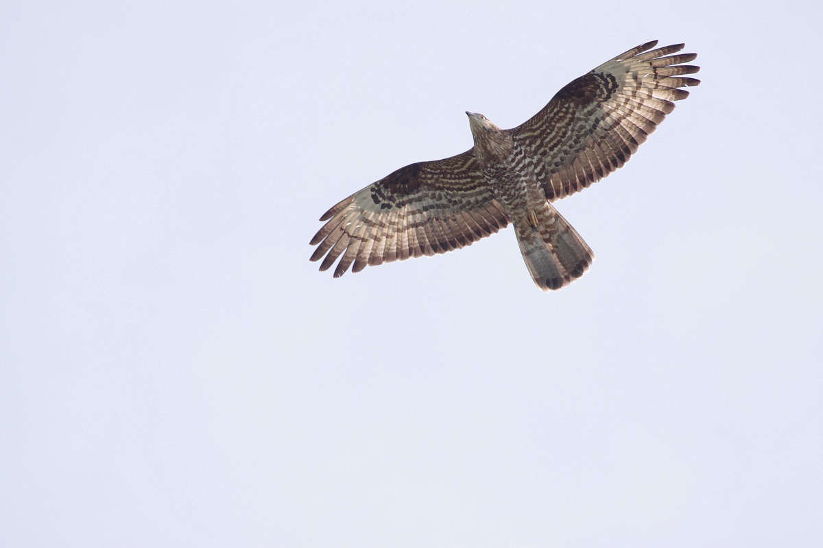 Buzzard