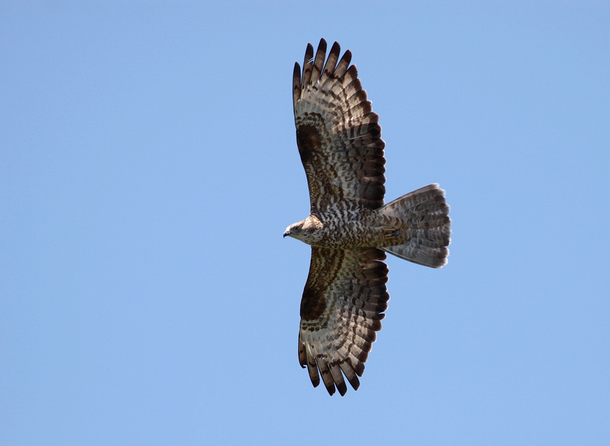 Buzzard