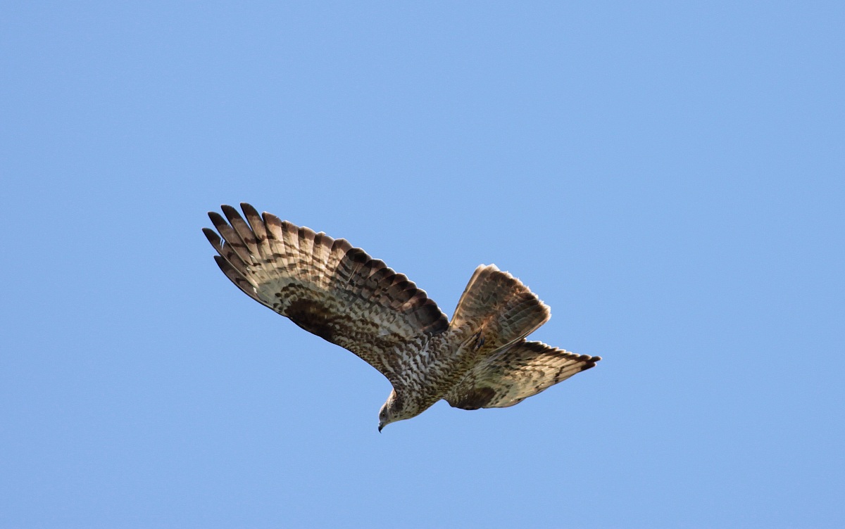 Buzzard