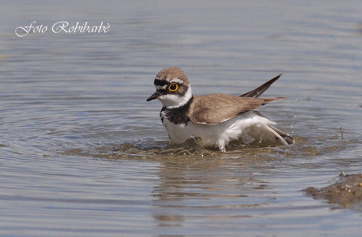 Corriere piccolo...bagnetto....