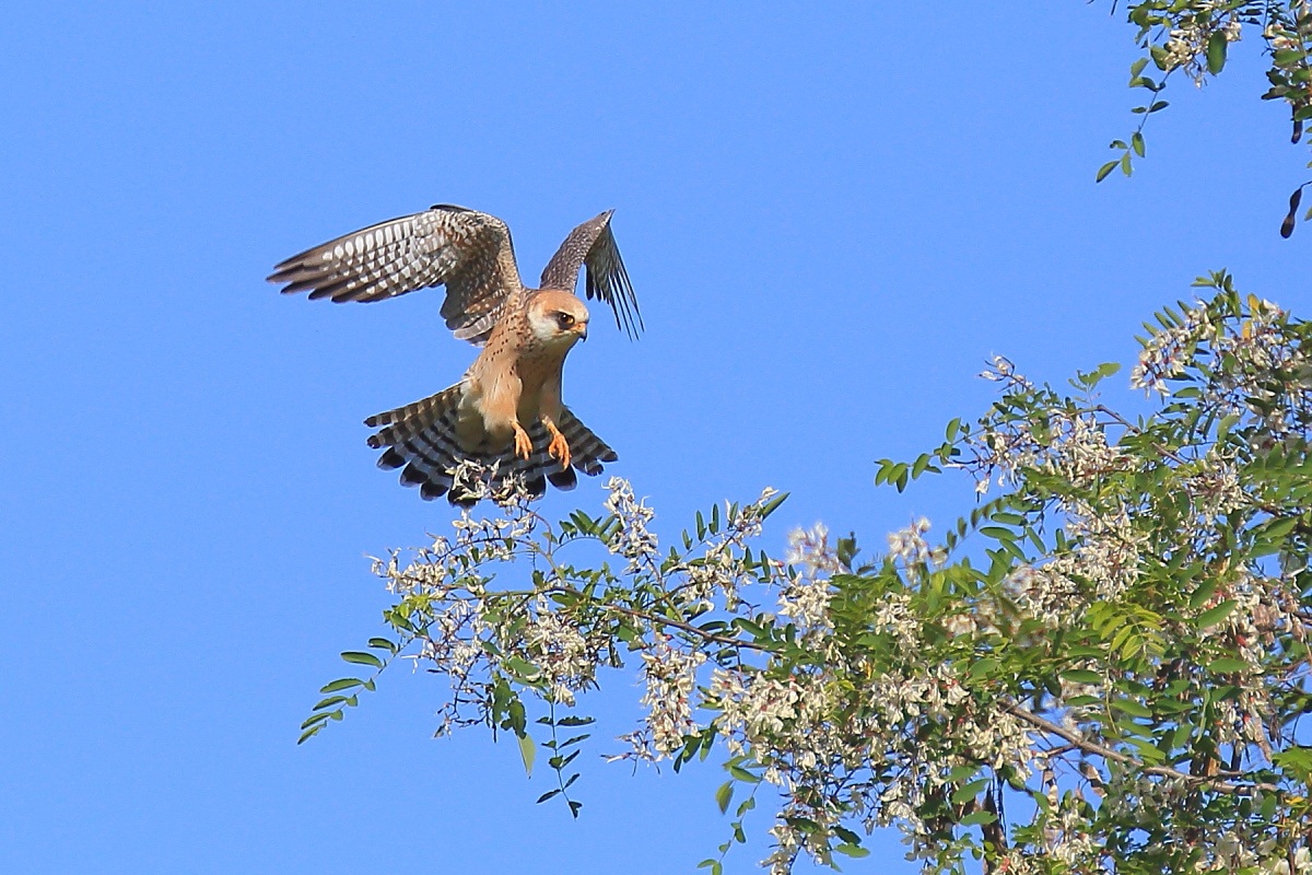 Hawk Cuckoo incoming