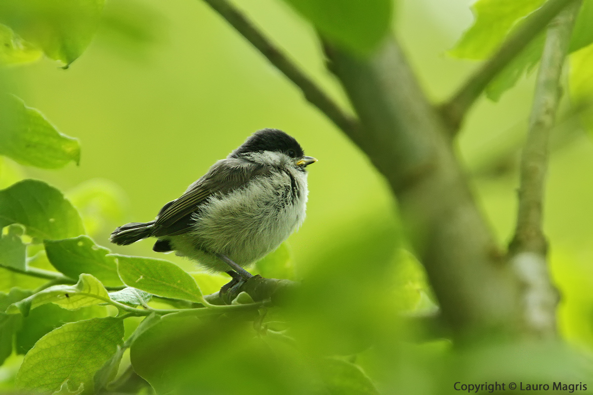 Cincia bigia nel verde