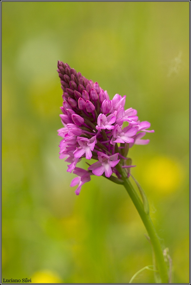 Anacamptis pyramidalis