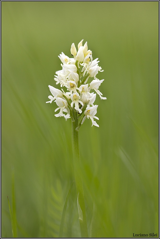 Orchis militaris var. nivea