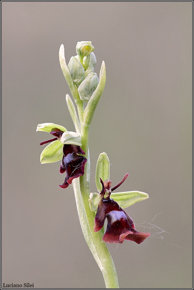 Ophrys insectifera