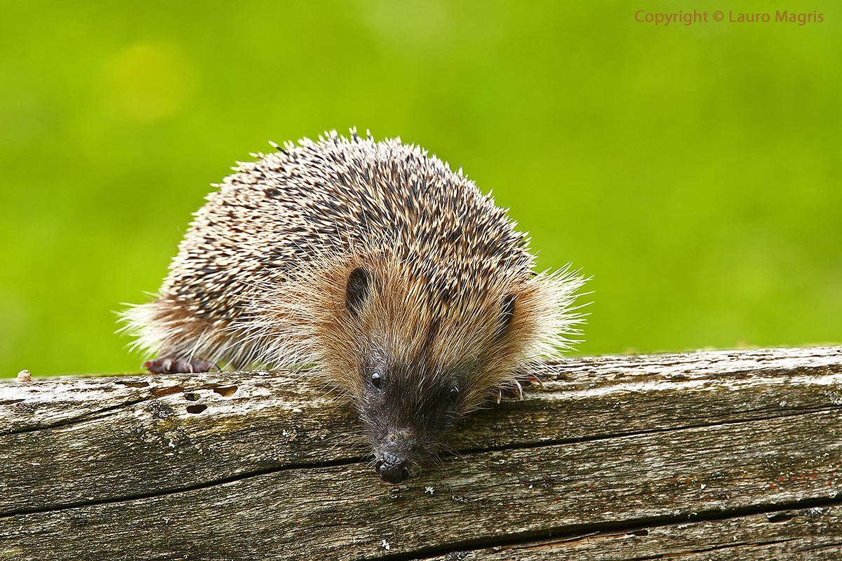 Batuffolo spinoso in esplorazione