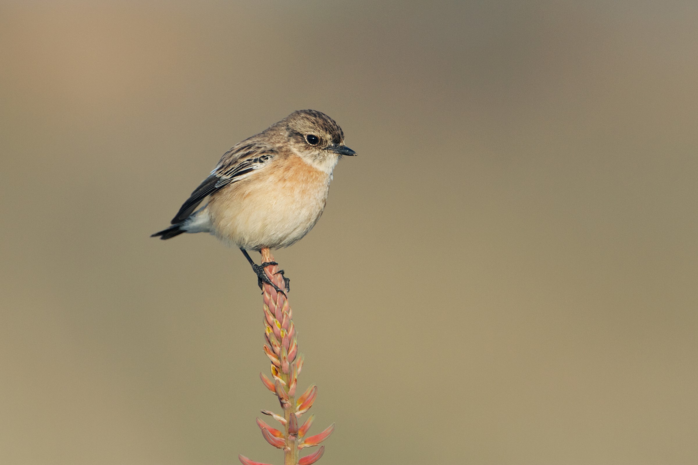 Stonechat female