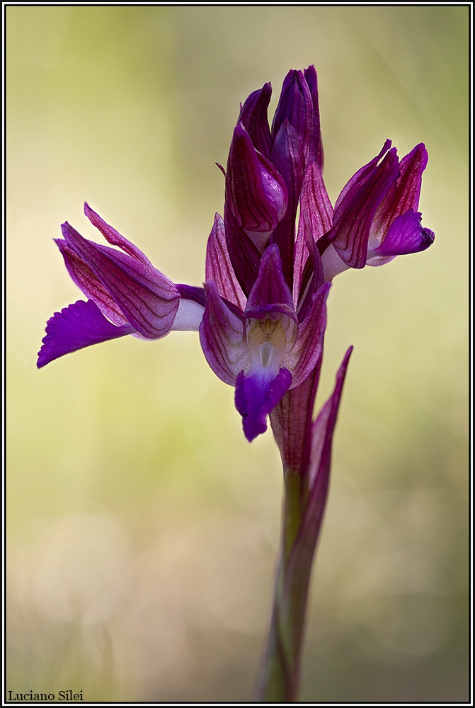 Anacamptis papilionacea