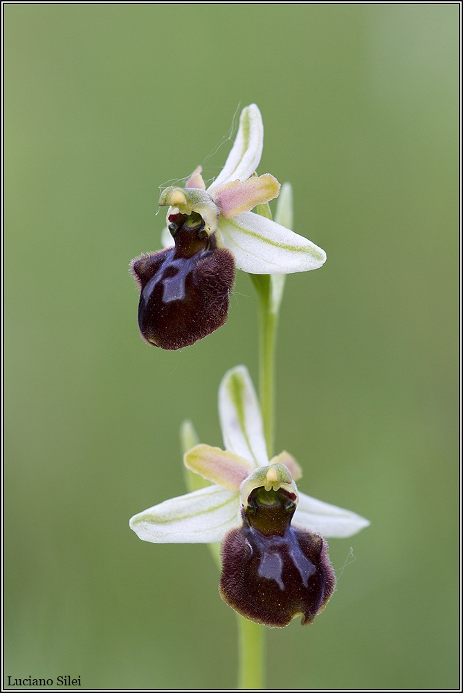 Ophrys sphegodes