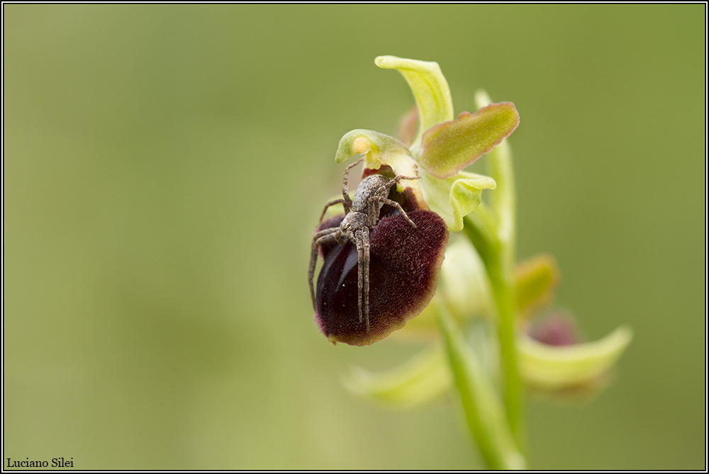 Ophrys sphegodes con sorpresa