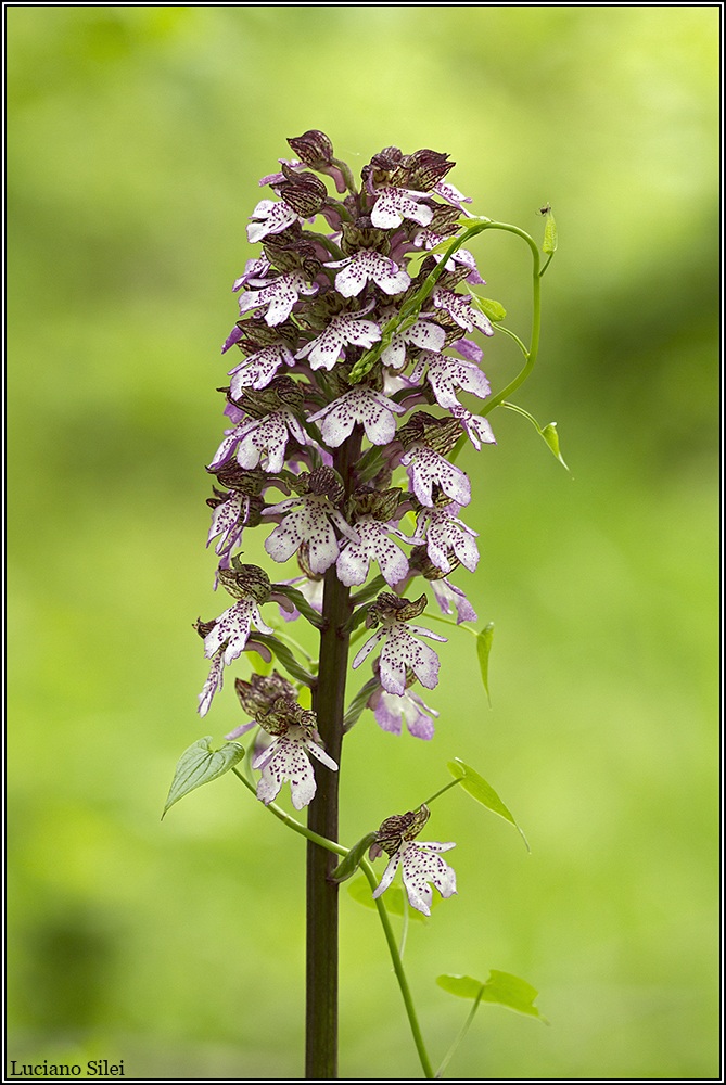 Orchis purpurea