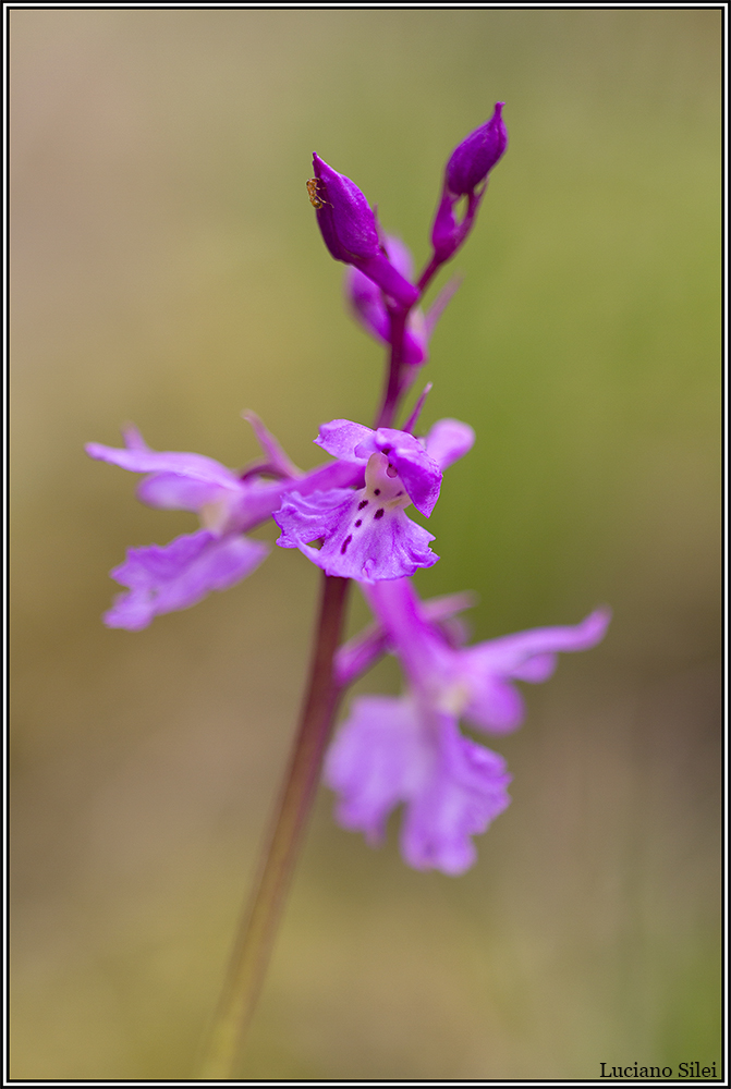 Orchis mascula