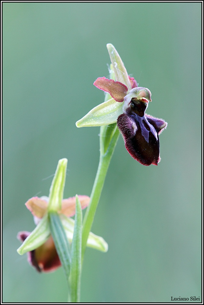 Ophrys incubacea subsp. septentrionalis