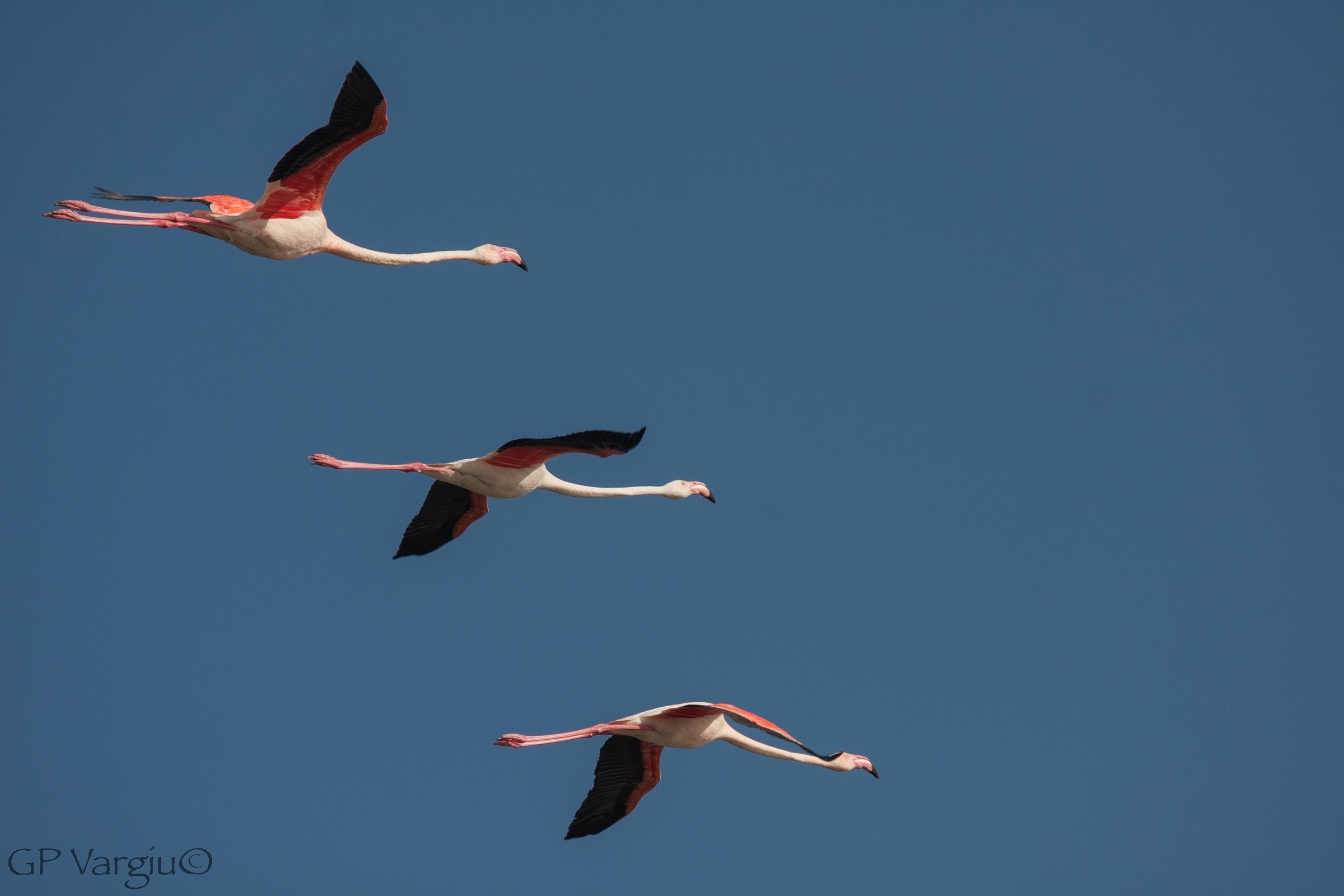 Tris di fenicotteri