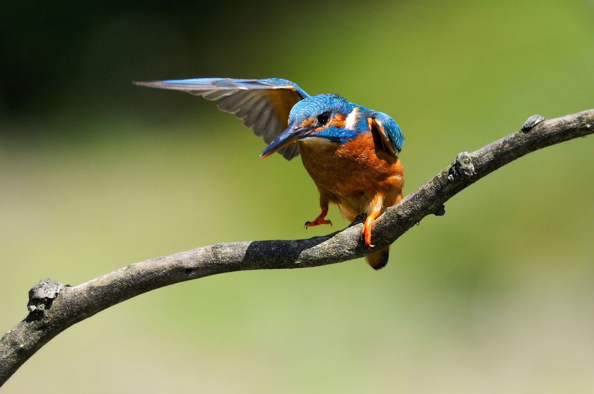 The arrival of martina