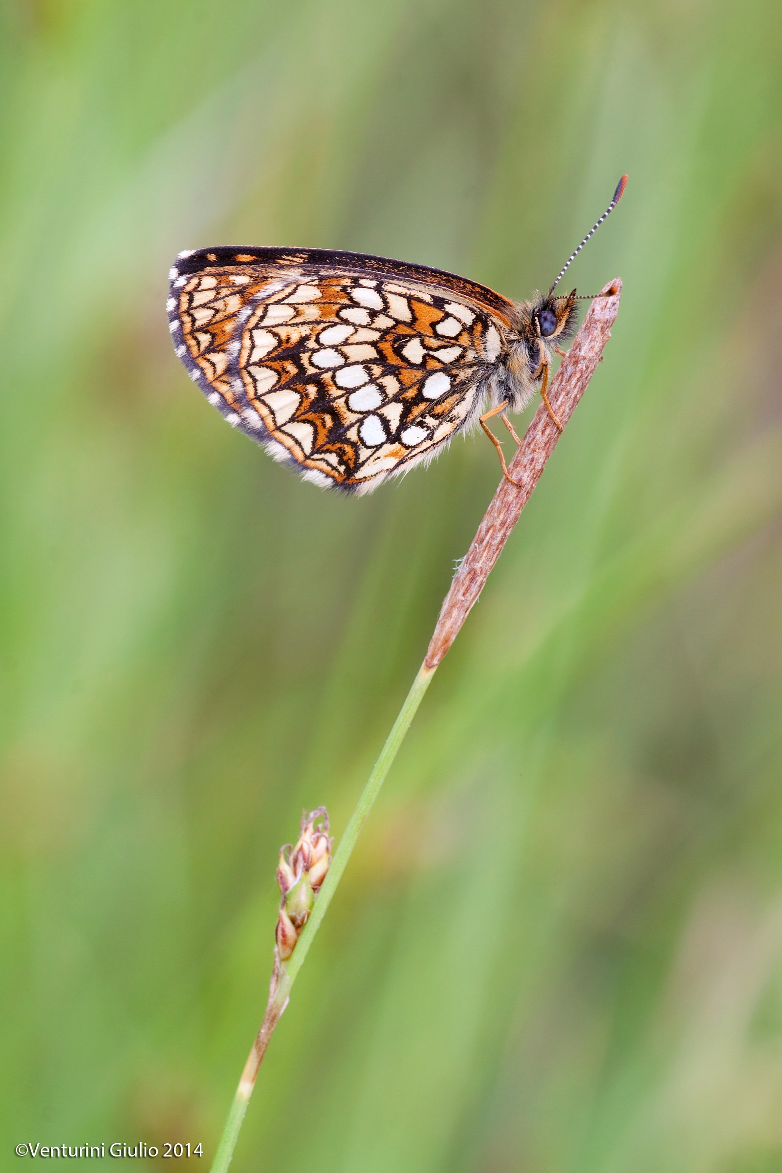 Boloria Selene