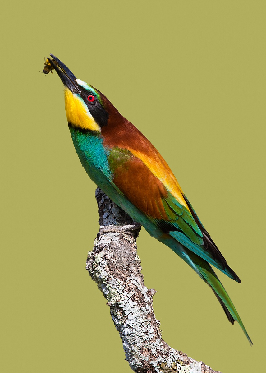 bee-eater