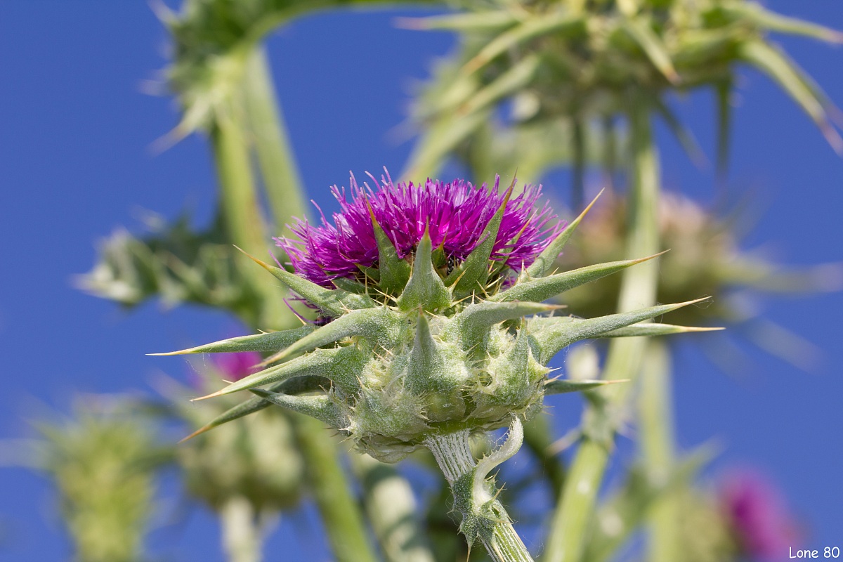 Milk Thistle