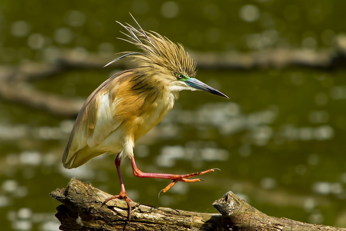Sgarza Ciuffetto Rock