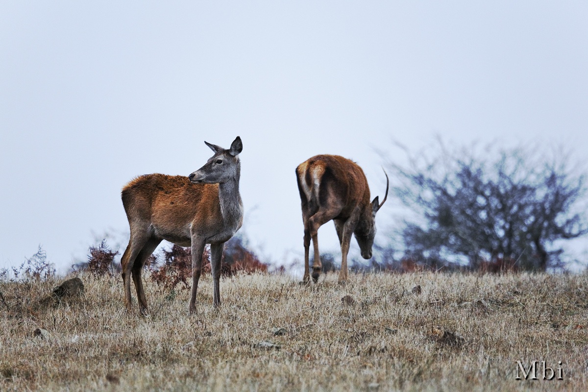 Cervi (Cervus elaphus)