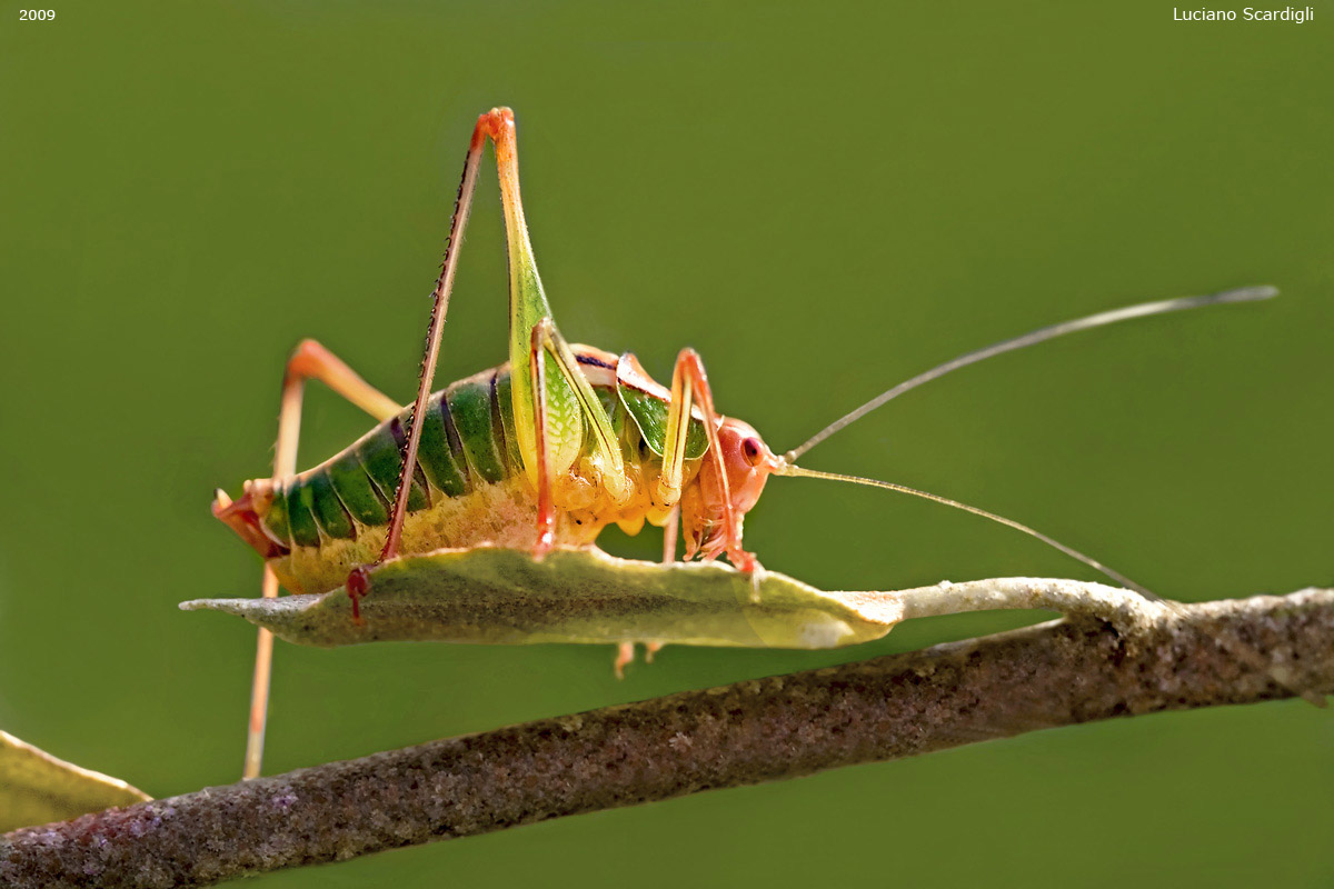Leptophyes punctatissima,MG_1998