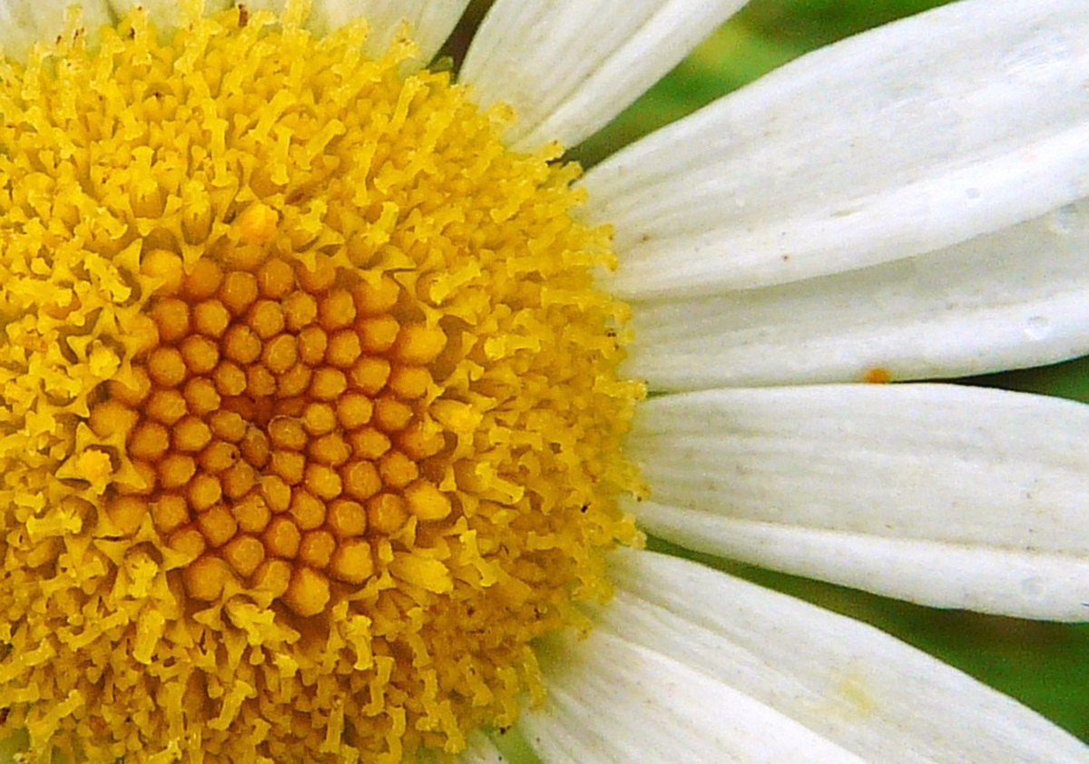 La bellezza di un fiore semplice