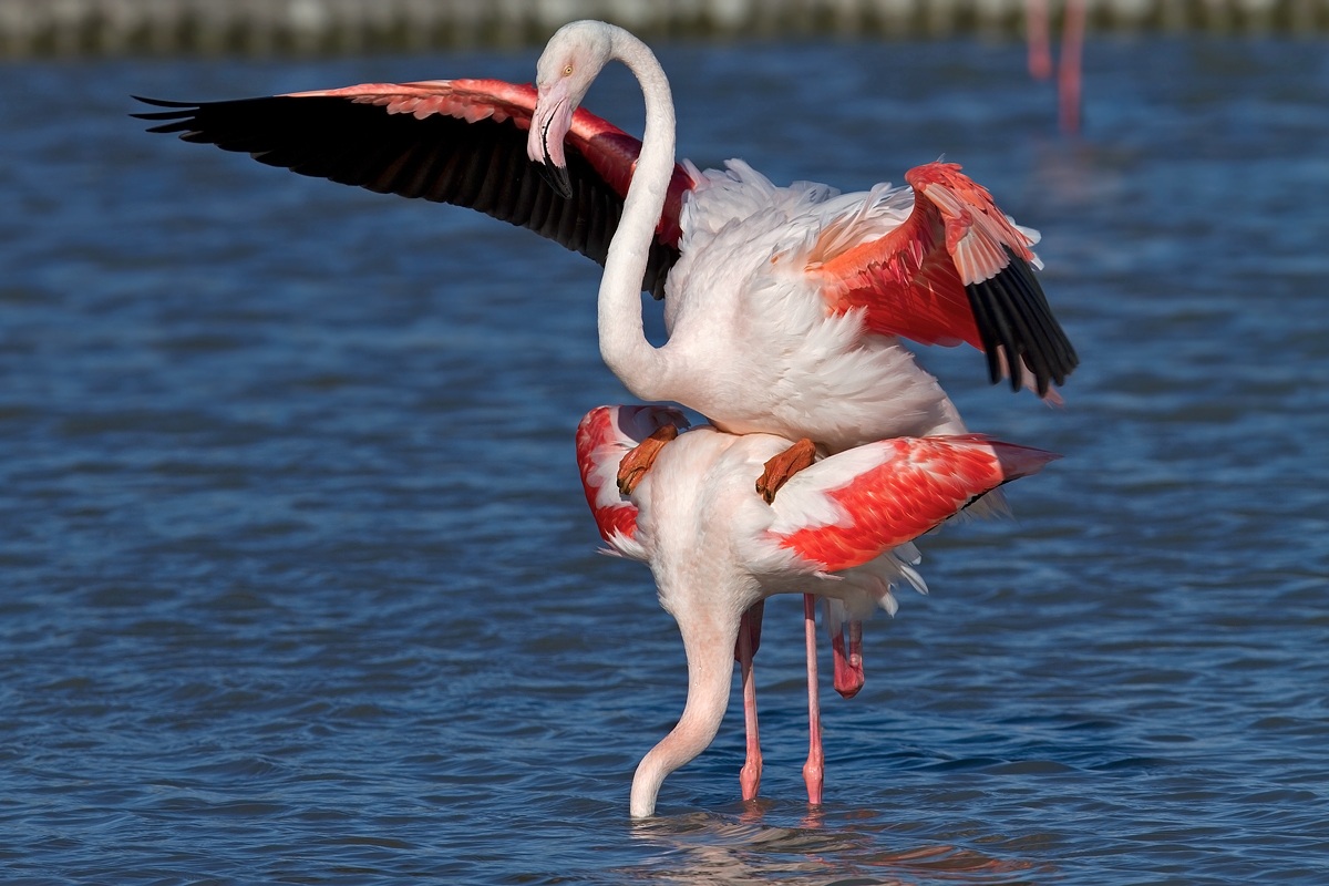 Flamingos