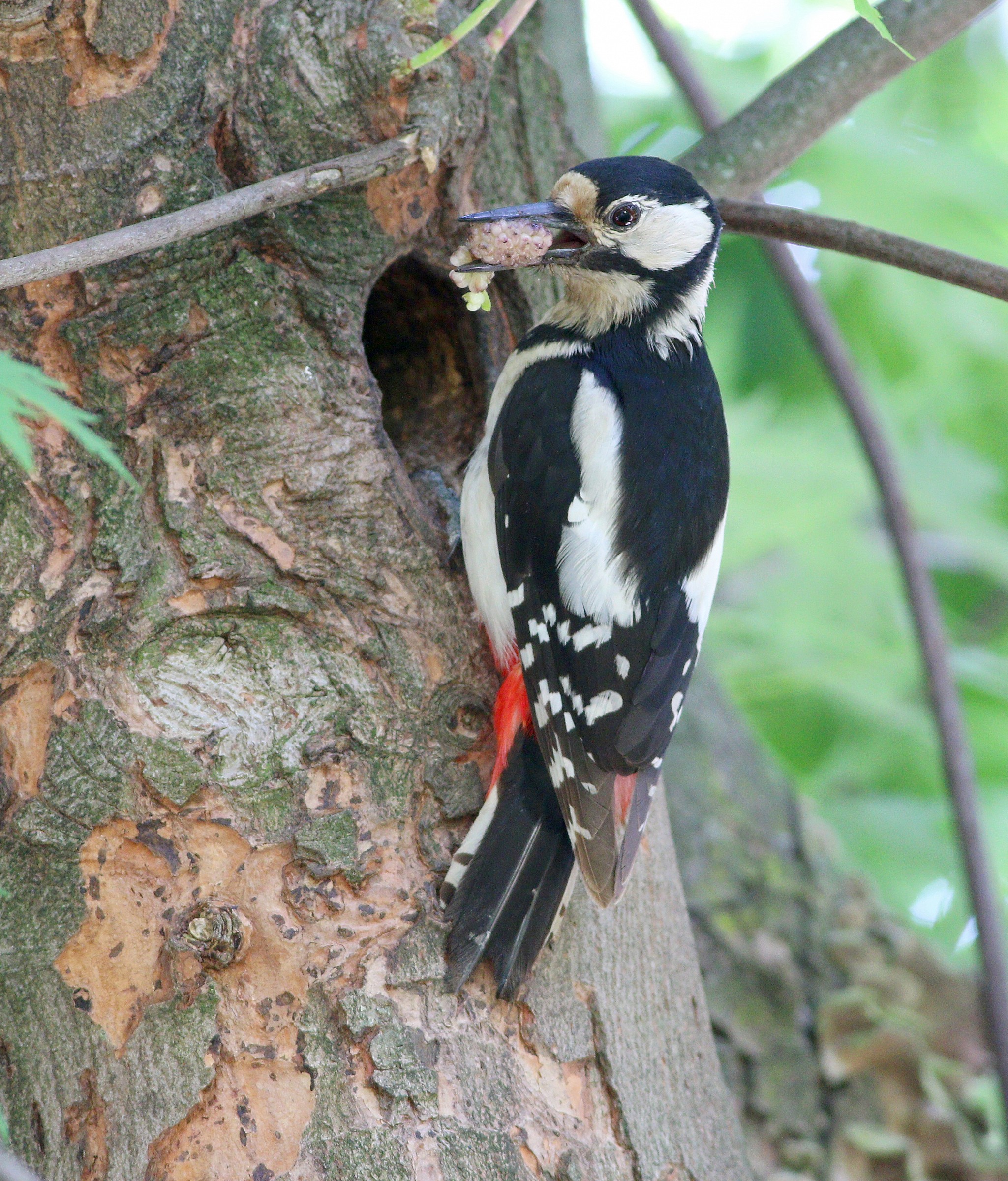 Woodpecker with blackberry