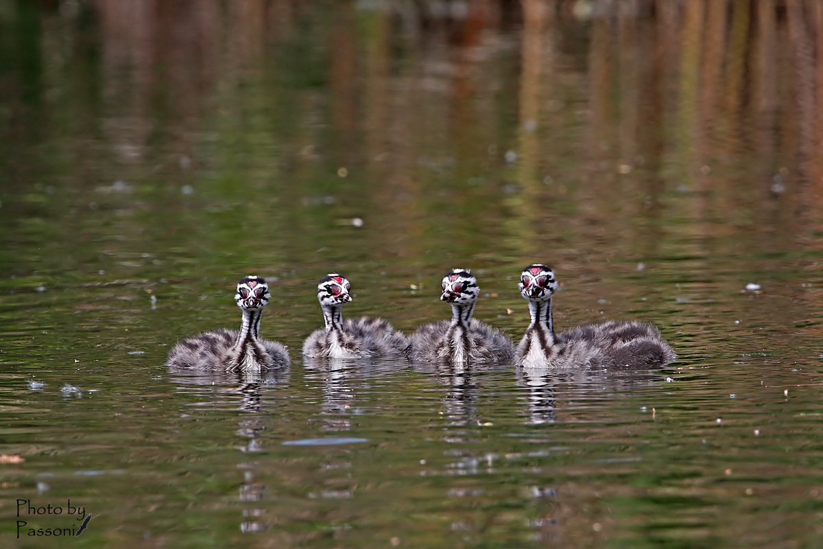 Aramis, Athos, Porthos e d'Artagnan!