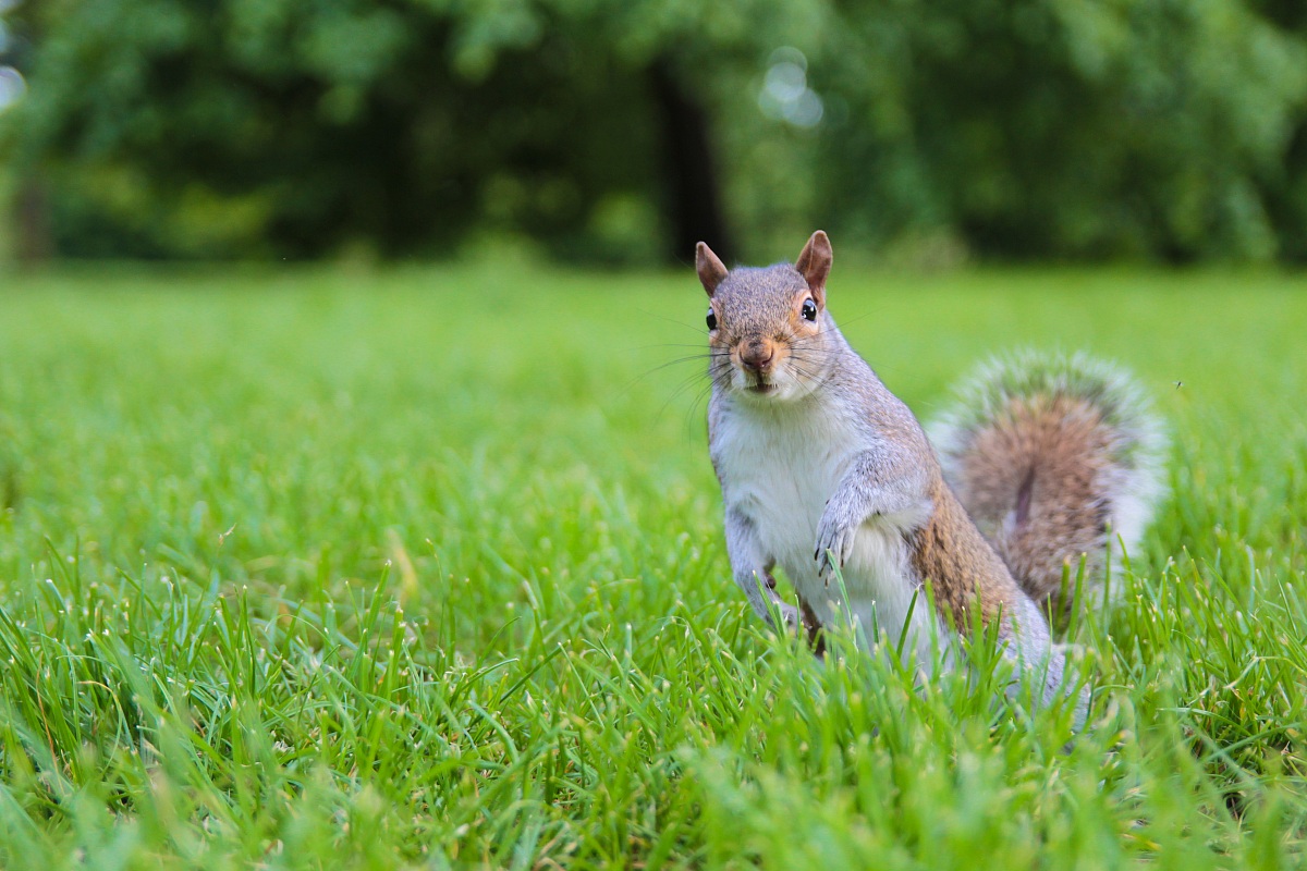 Scoiattolo londinese