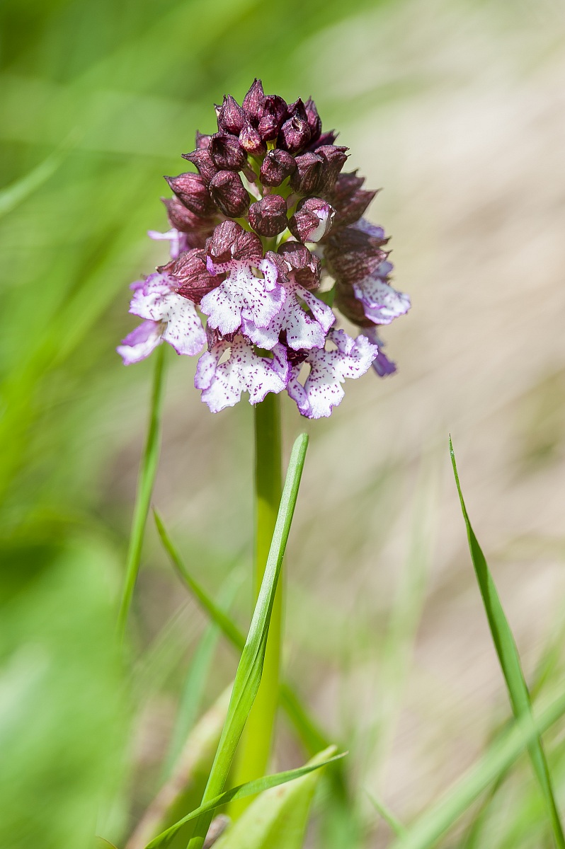 orchidea spontanea di montagna - orchis purpurea