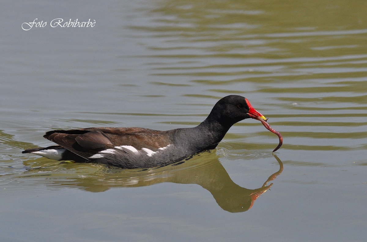 Gallinella d'acqua....