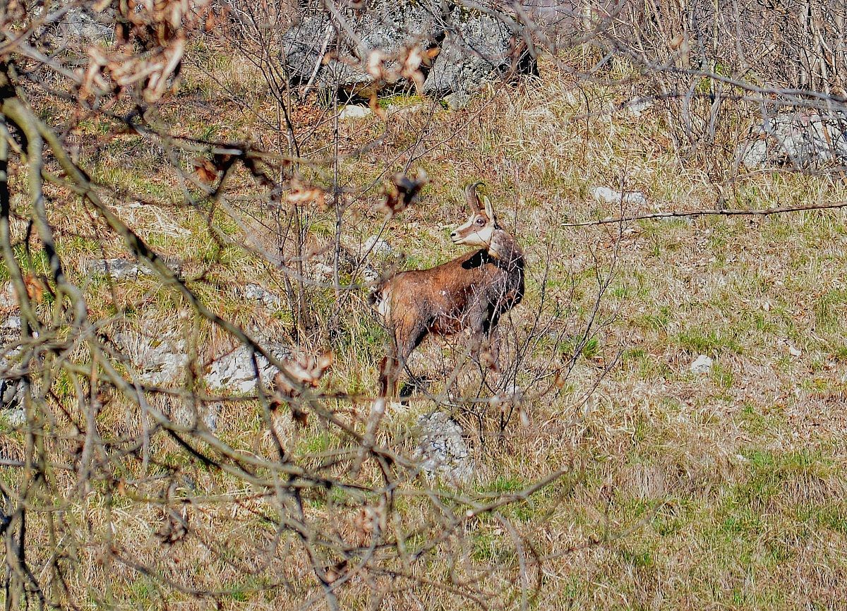 Chamois
