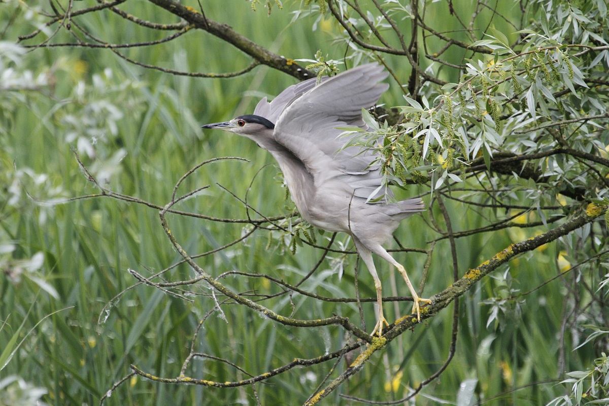 Nitticora_ Decollo difficile