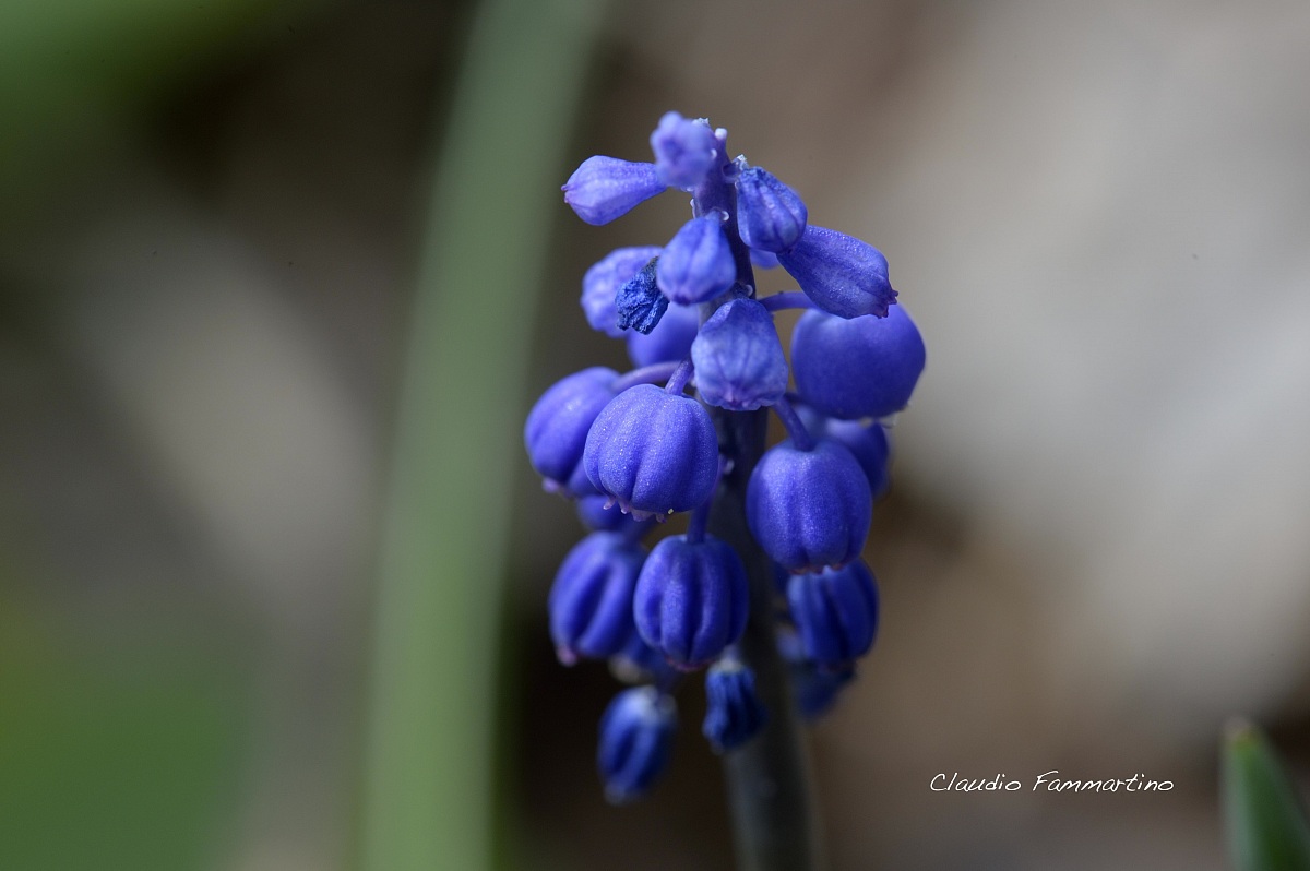 muscari negletto