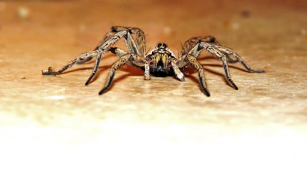 Please note that bite