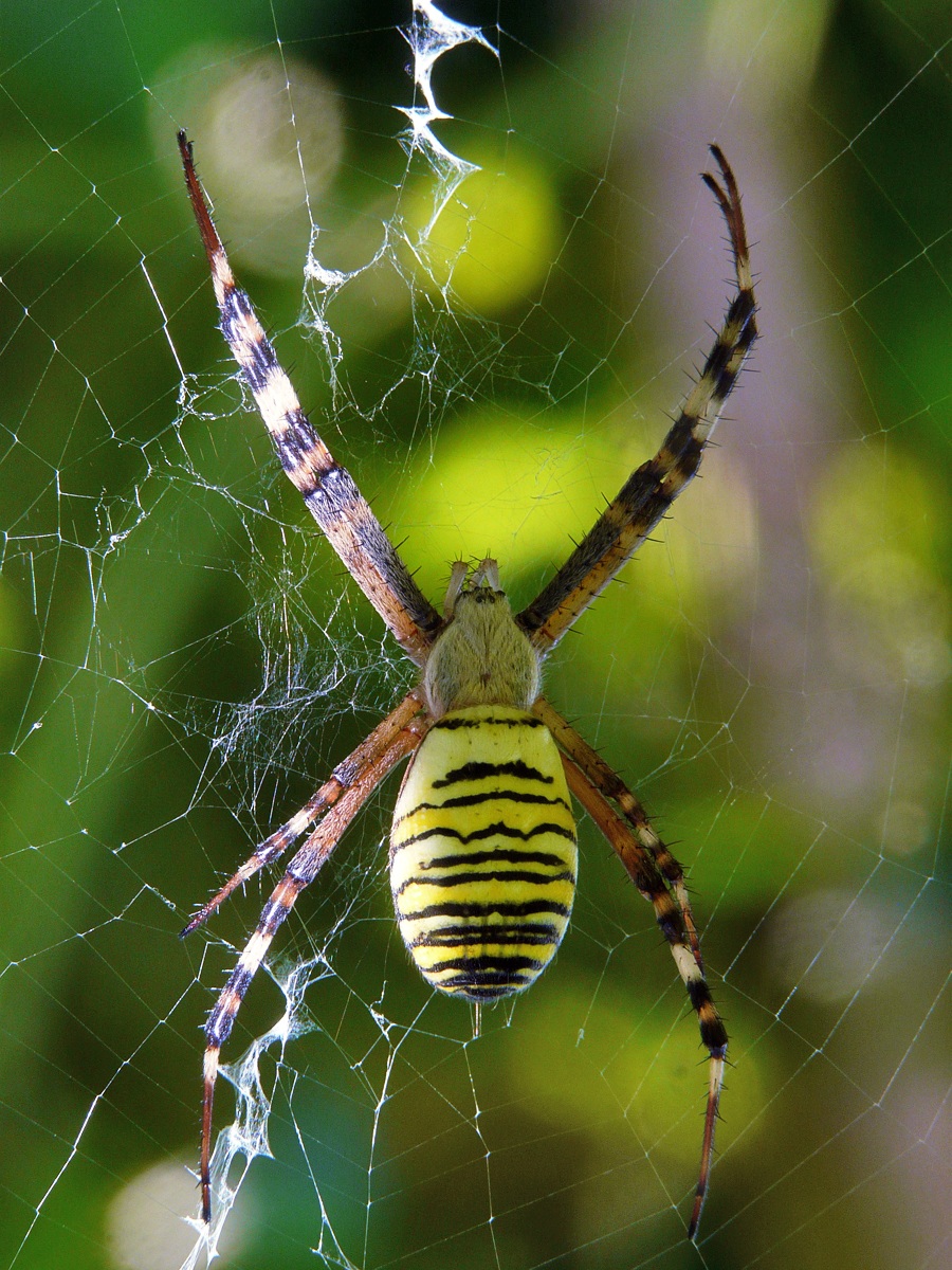 The guardian of the garden