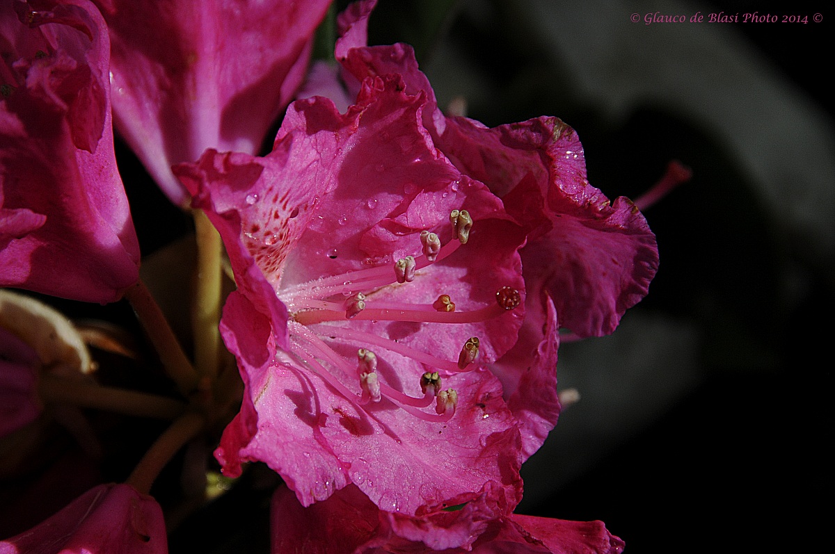 Rhododendron