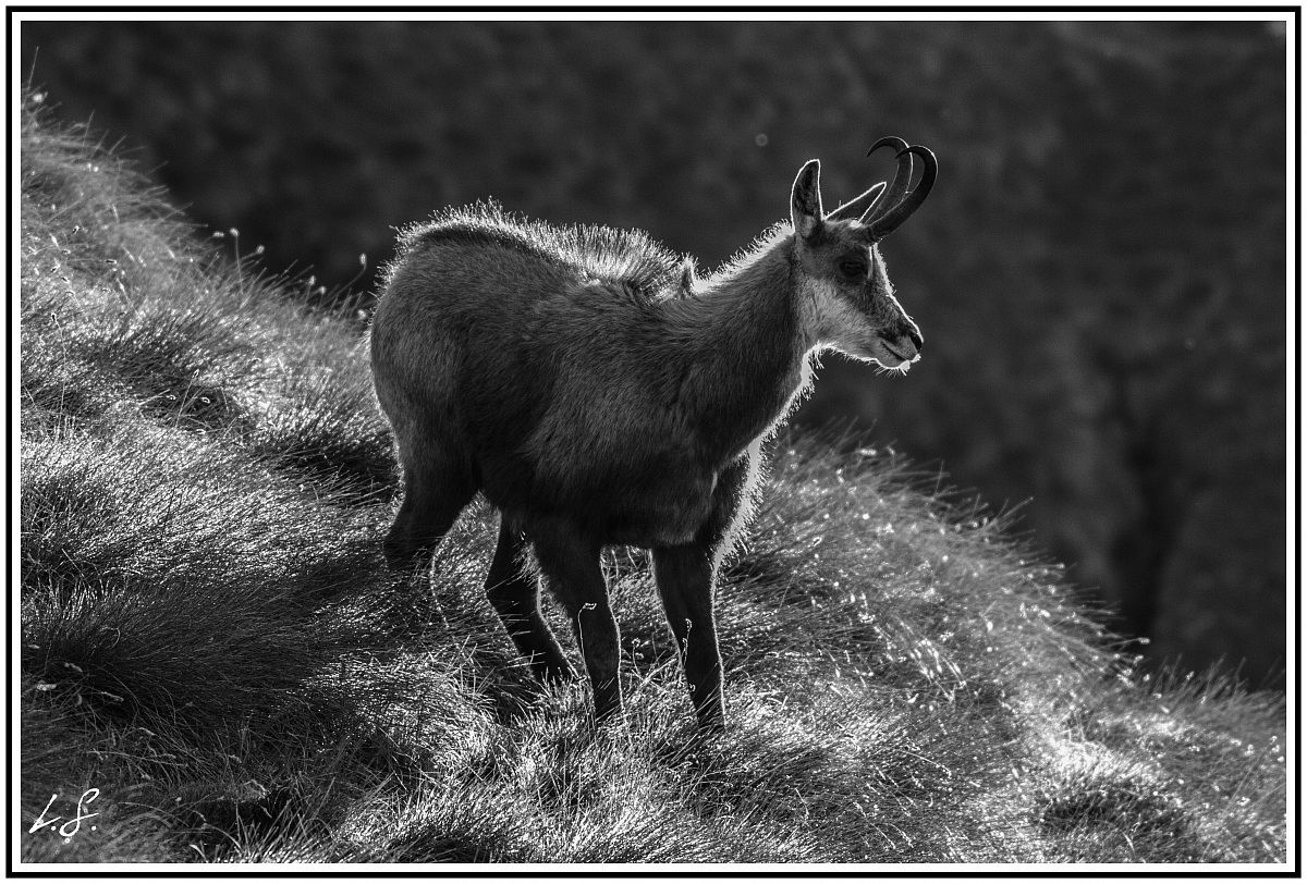 chamois at the first light of day