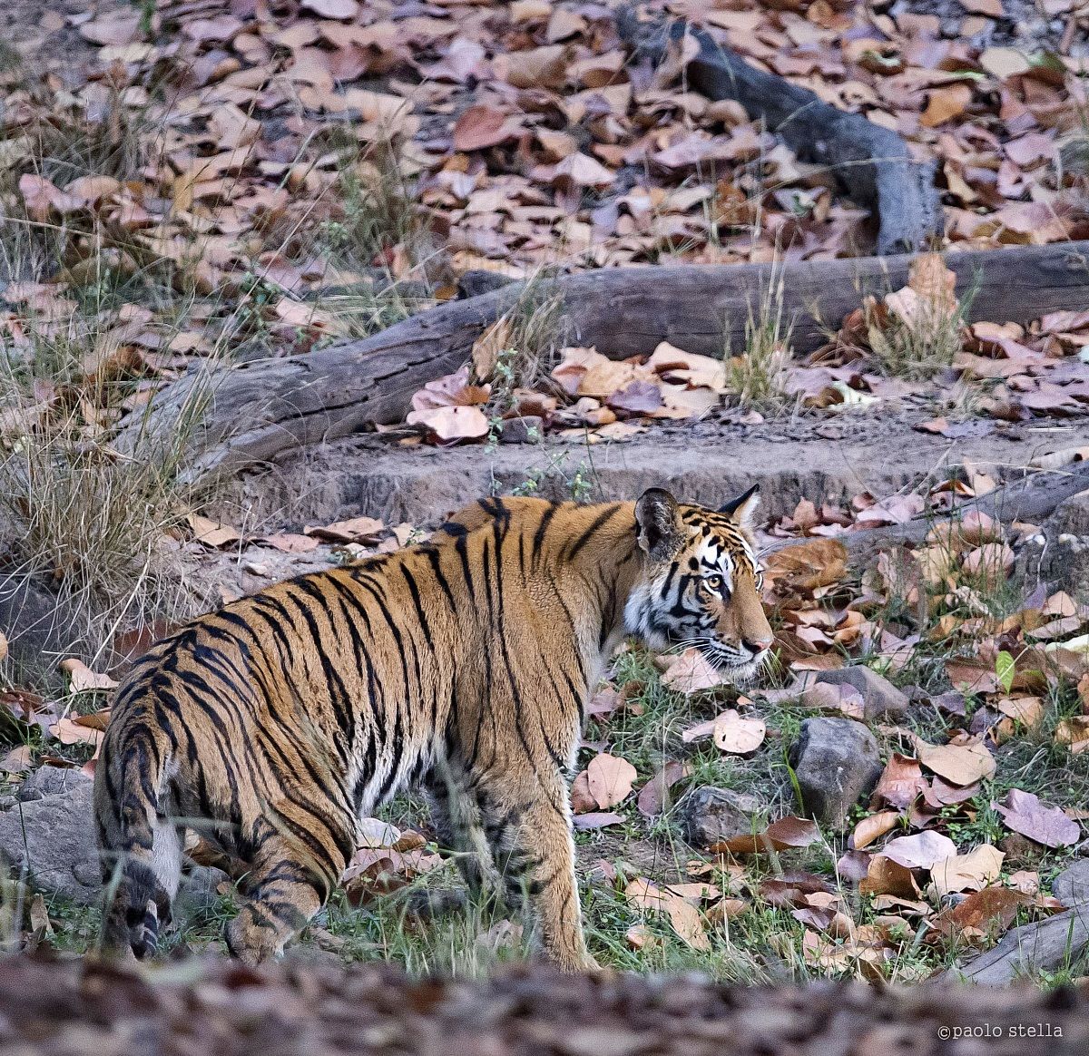 walking on the last light