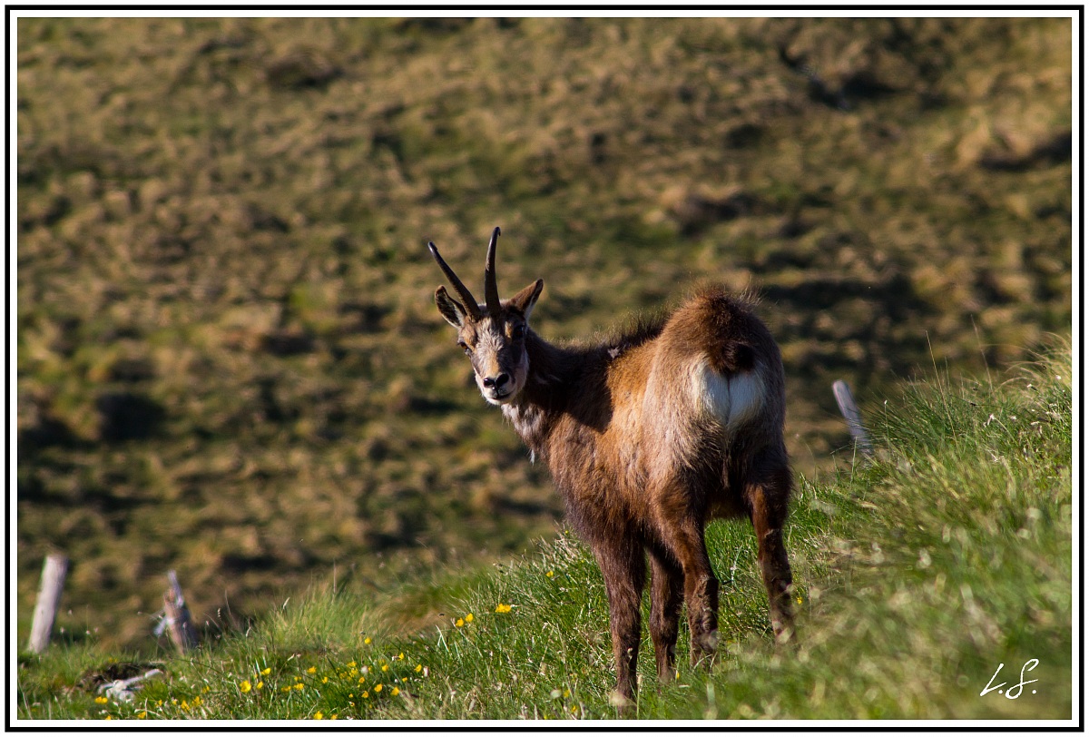 chamois