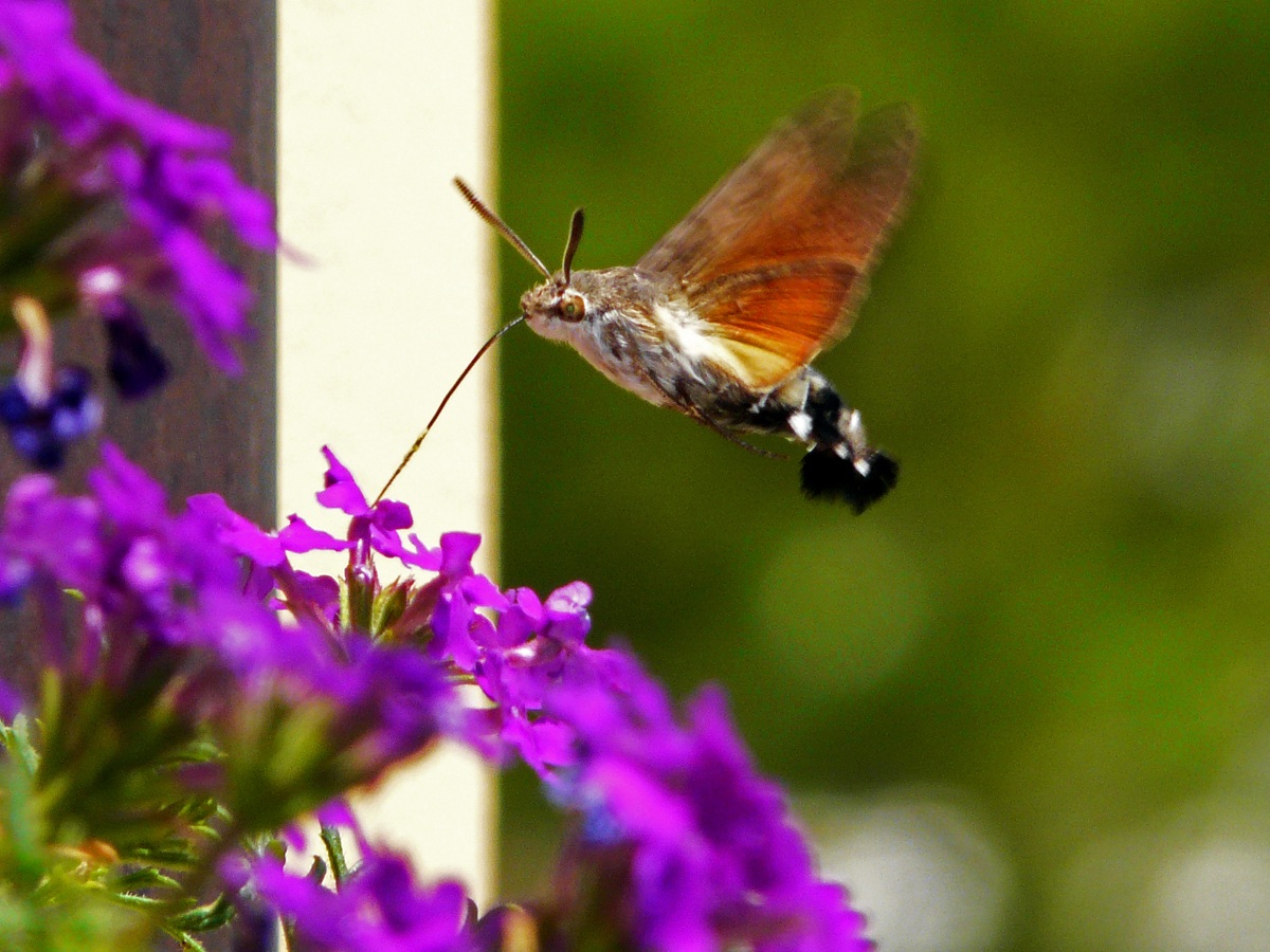 Farfalla golosa (Macroglossum stellatarum)