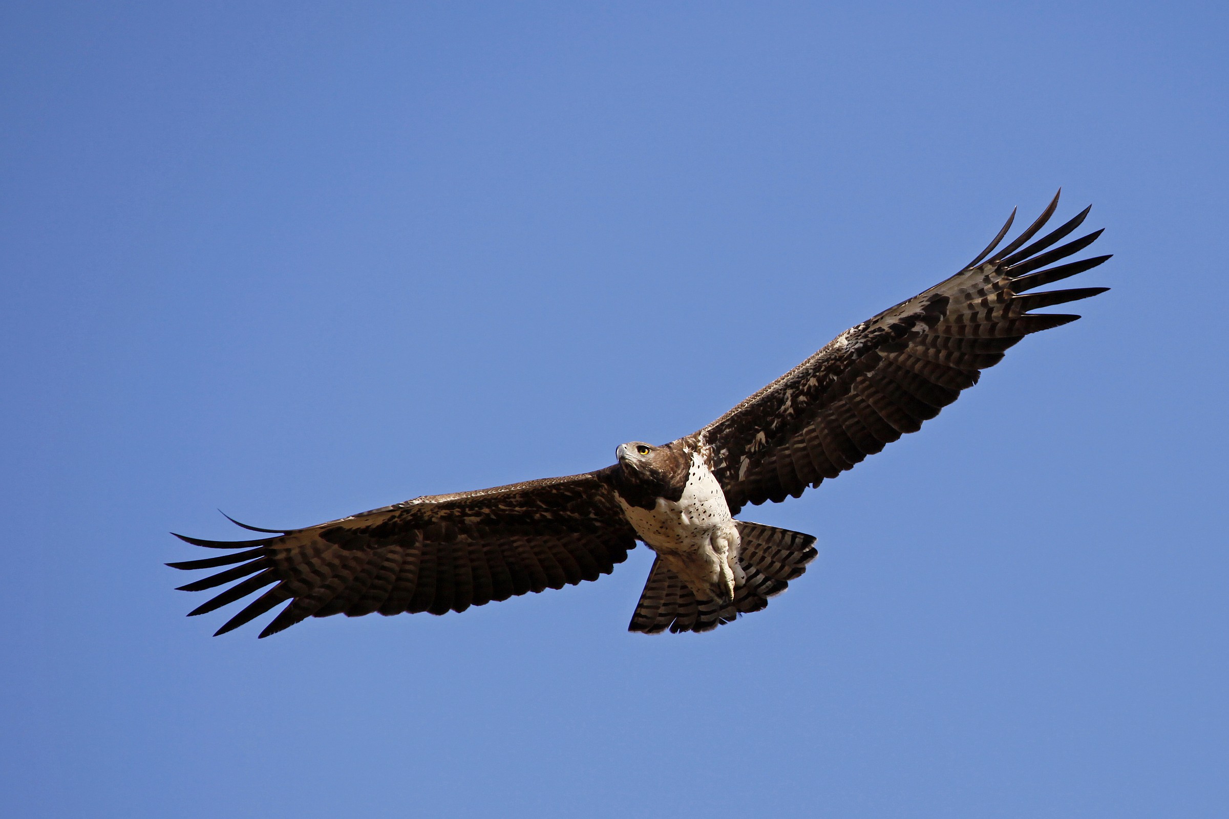 La caccia dell'Aquila Marziale