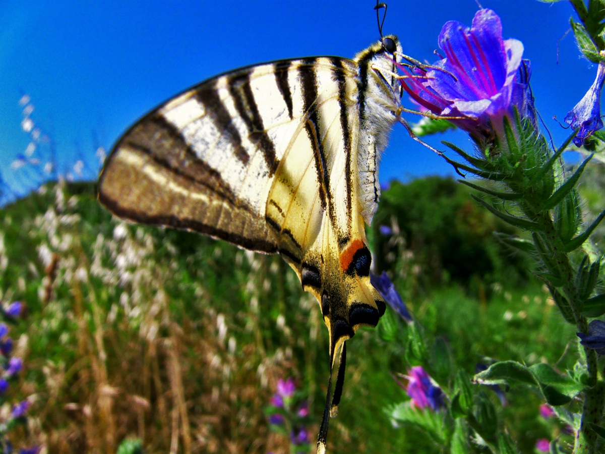 Iphiclides podalirius