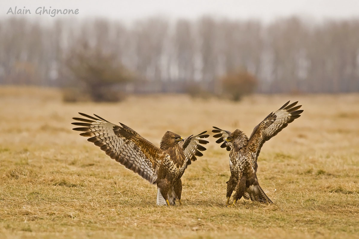 but no you do not understand .. is not a robbery ... we only